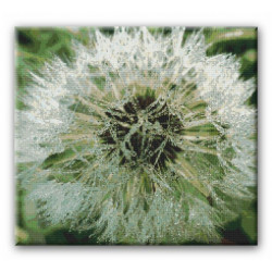 Pusteblume 1